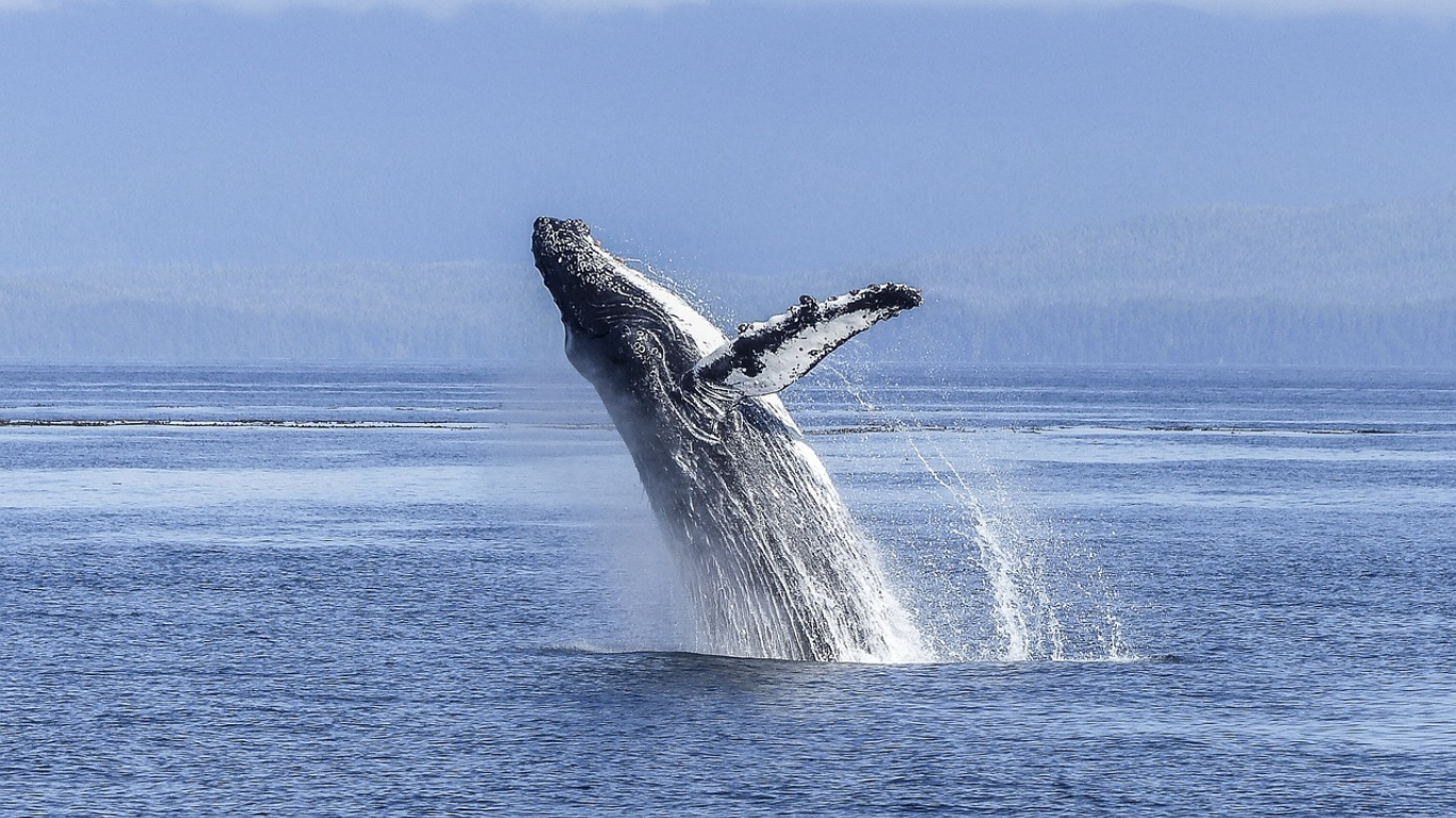 Scientists Explore the Cosmic Connection through Whale Communication