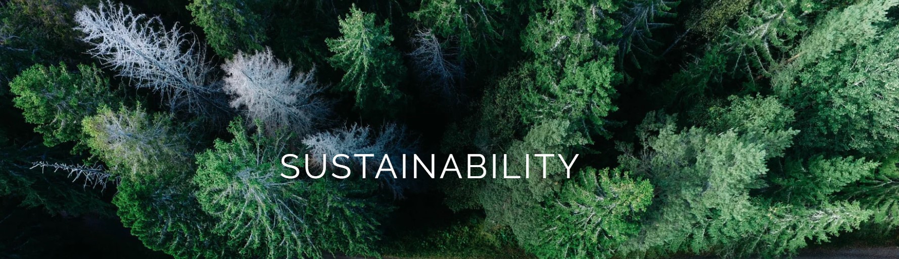 Bamboo: a sustainable, comfortable choice for clothing